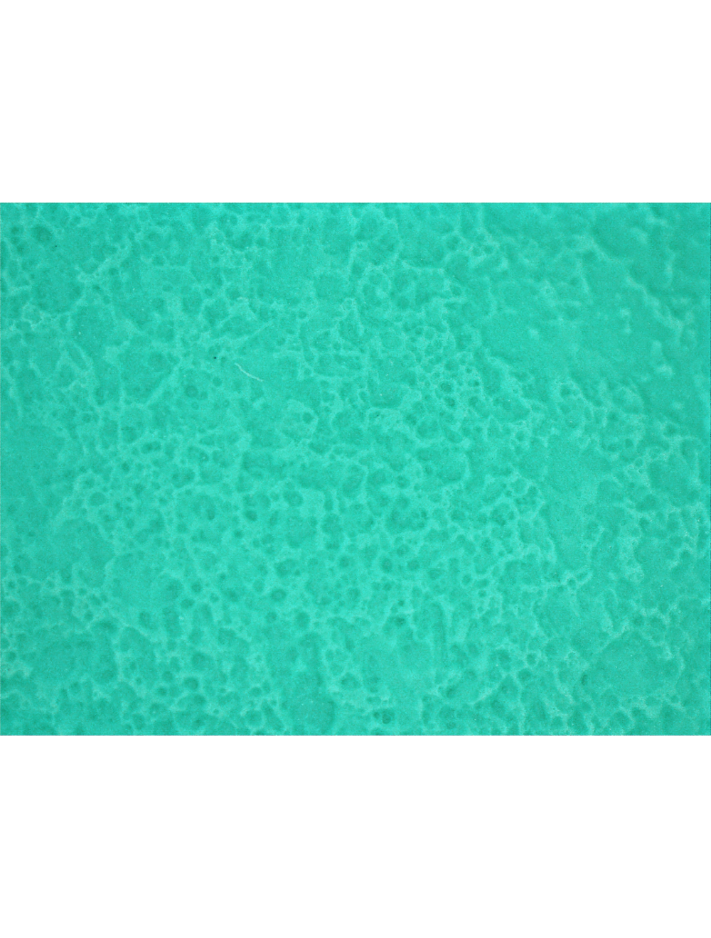 FrogWear® - 516 - Gloves - nitrile coating - green