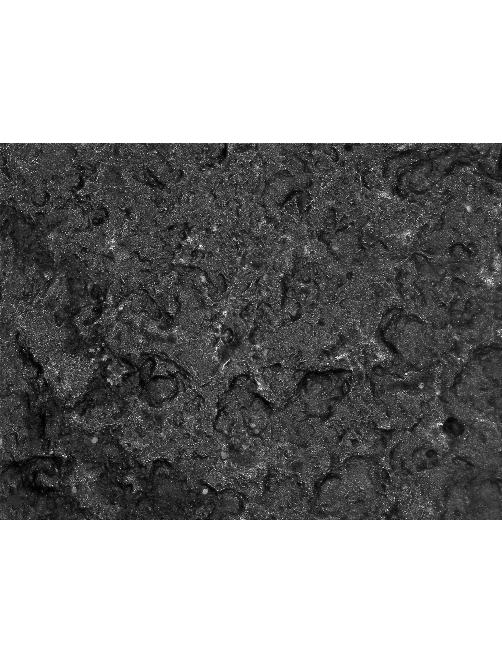 Panther-Guard® - 800F - Disposable Gloves - nitrile coating - black