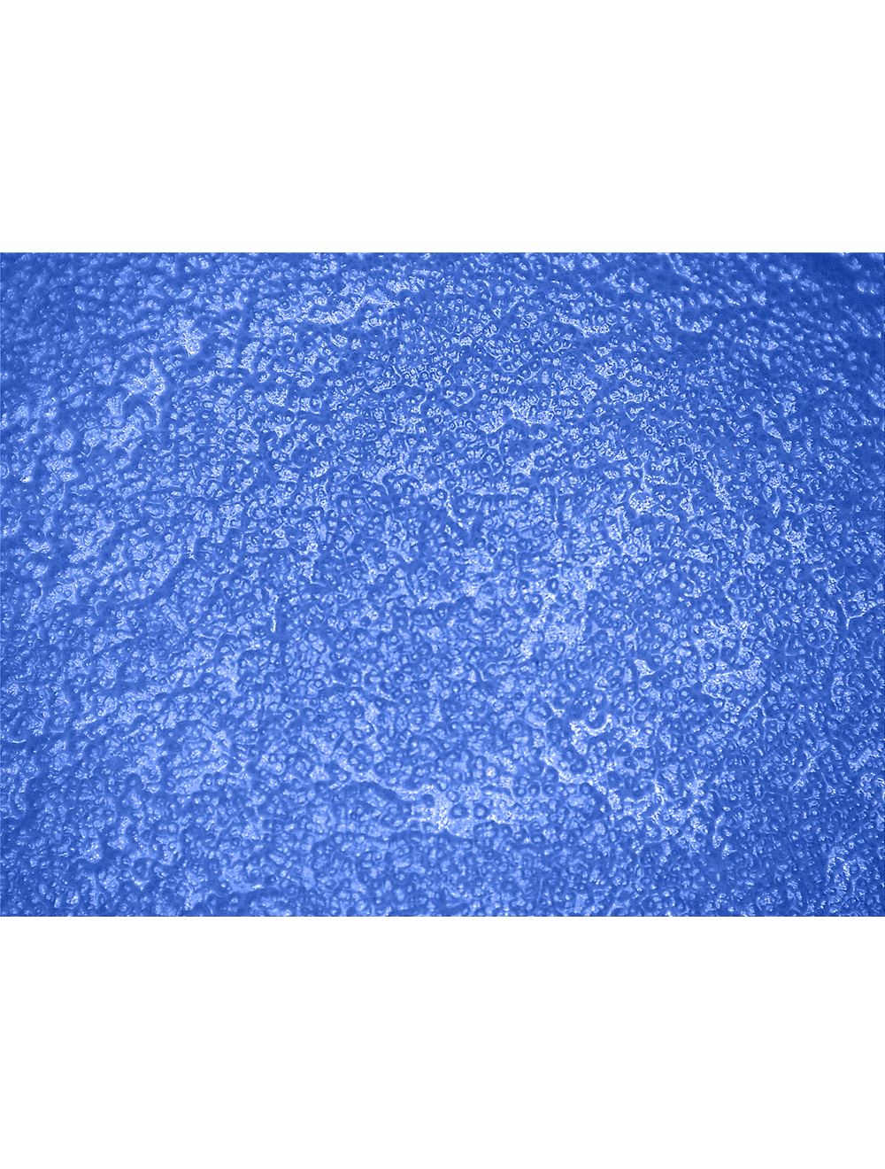 FrogWear® - 8660 - Chemical Handling Gloves - cut level A1 - blue