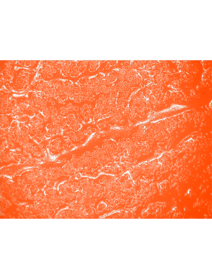 FrogWear® - 880KW - Chemical Handling Gloves - cut level A3 - orange