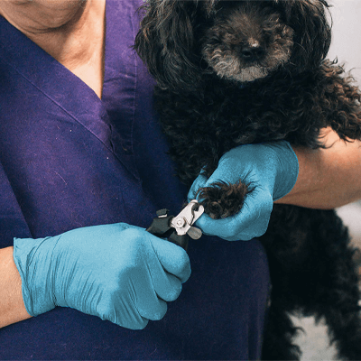 AMMEX Professional Blue Nitrile PF Exam Gloves