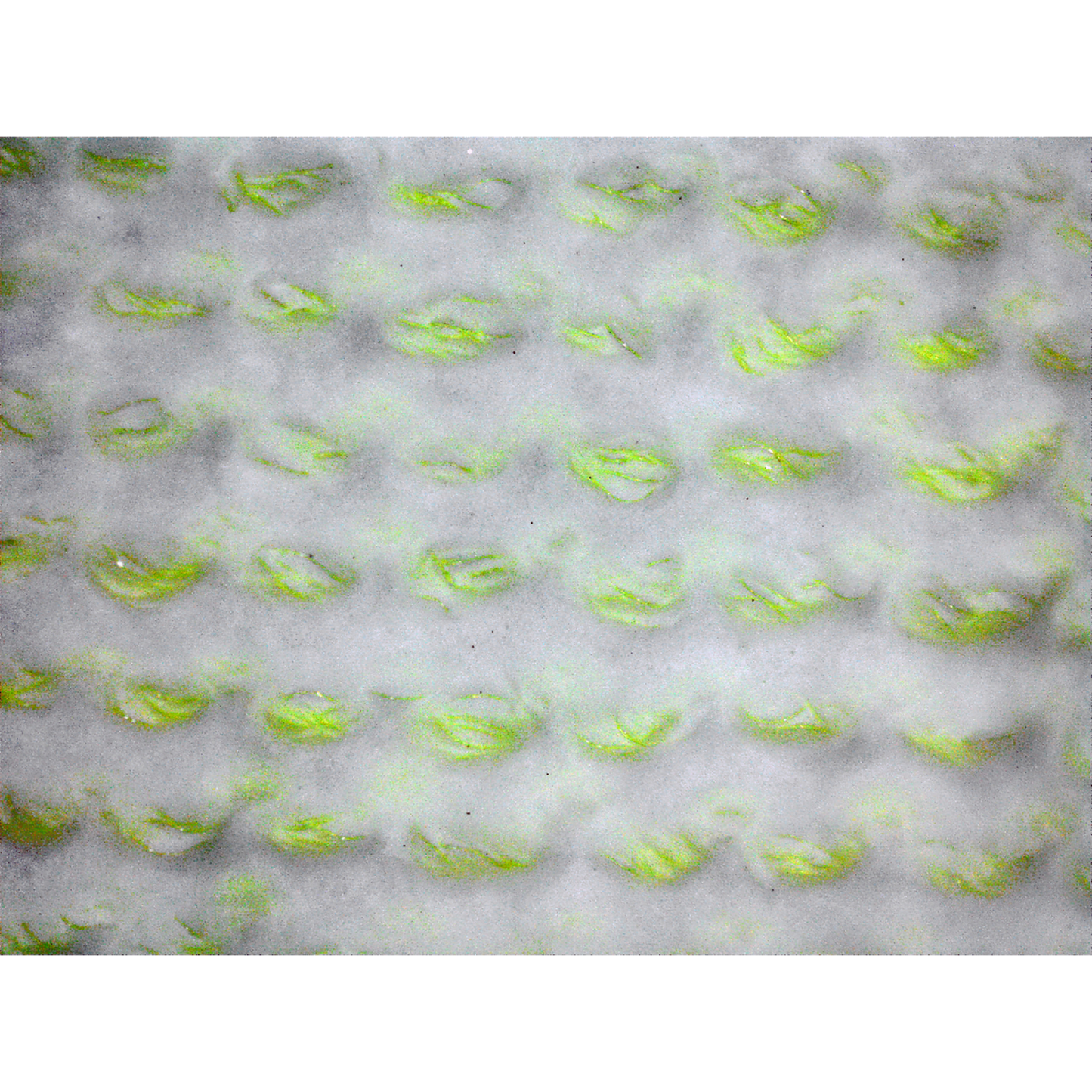 Global Glove PUG118 official product image 4